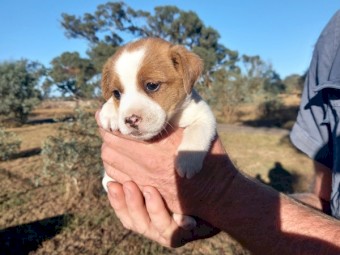 Pure Jack Russell Stumpy Tail x 3