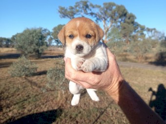Pure Jack Russell Stumpy Tail x 3