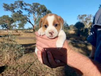 Pure Jack Russell Stumpy Tail x 3