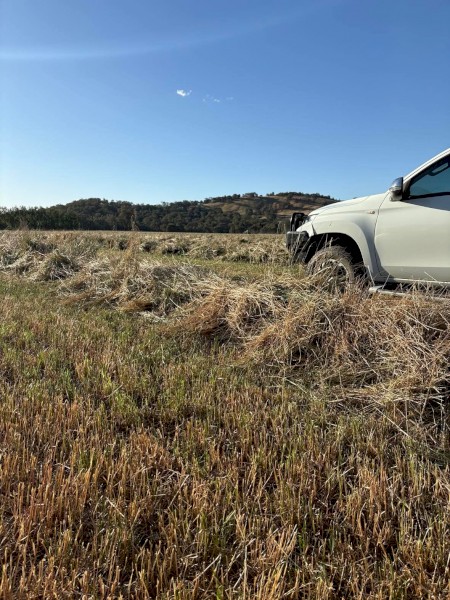 60 x Rye Grass Hay 600kg 8x4x3 Bales