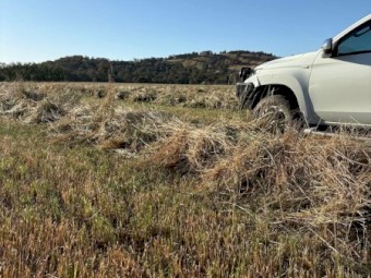 60 x Rye Grass Hay 600kg 8x4x3 Bales