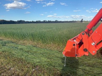 60 x Rye Grass Hay 600kg 8x4x3 Bales