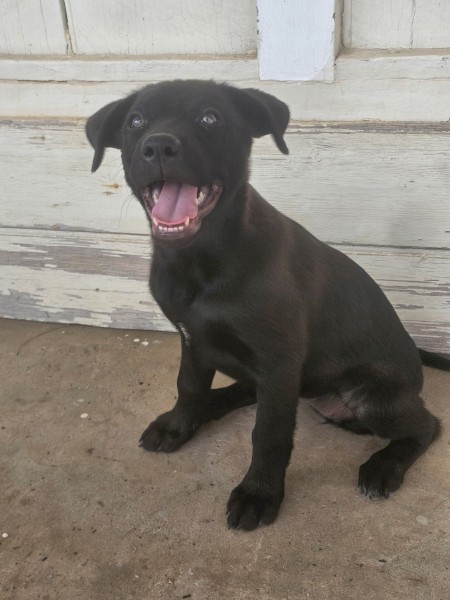 Kelpie Pup Female