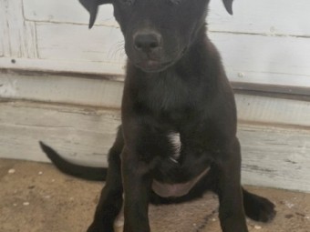 Kelpie Pup Female
