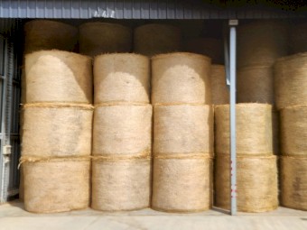 200 x Italian Ryegrass/Arrowleaf Clover Hay 5x4 Round Bales