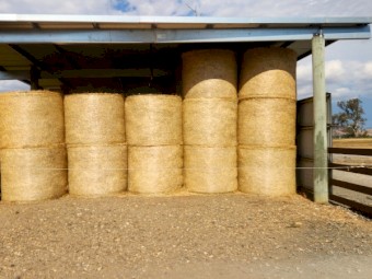 200 x Italian Ryegrass/Arrowleaf Clover Hay 5x4 Round Bales