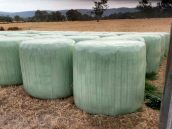 45 x Italian Ryegrass/Arrowleaf Clover Hay 4x4 Round Bales