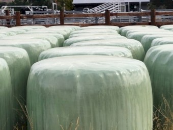 200 x Italian Ryegrass/Clover Silage 4x4 Round Bales