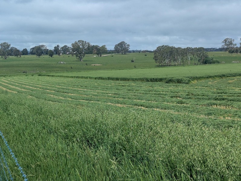 Oaten Hay 5 x 4 Rounds. 2025 season