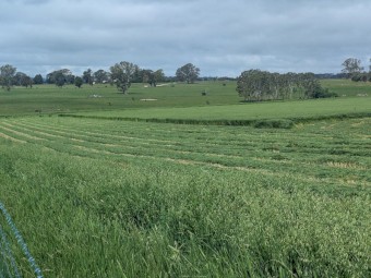Oaten Hay 5 x 4 Rounds. 2025 season