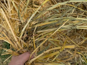 100 x Oaten Hay 5x4 Rounds