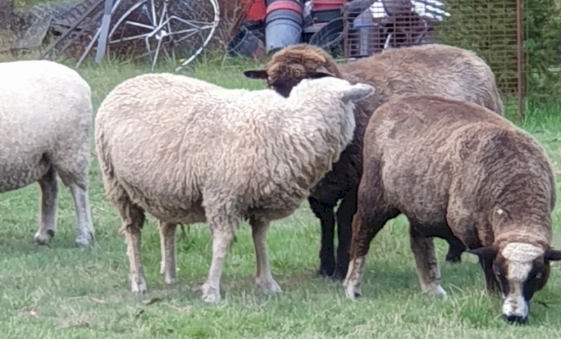 Cross Breed Ewes