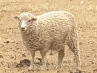 Cross Breed Ewes