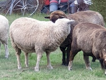 Cross Breed Ewes