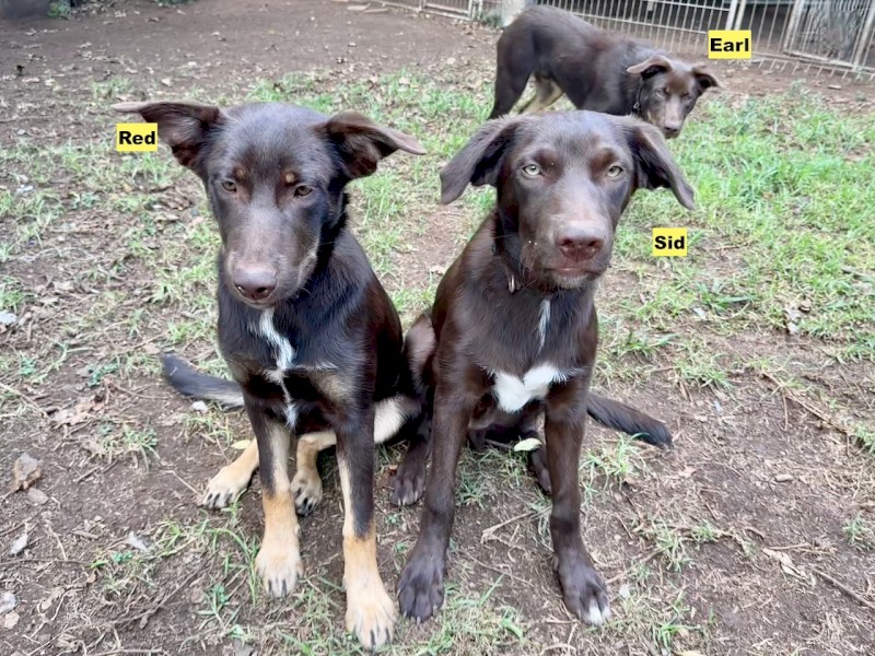 Red and Red & Tan Kelpies