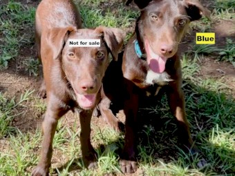 Red and Red & Tan Kelpies