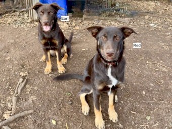 Red and Red & Tan Kelpies
