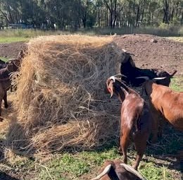 4^4 New Season Horse Quality Rhodes Grass Hay