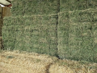 3500 x Lucerne Hay Small Squares
