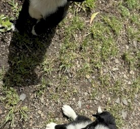Border Collie Pups