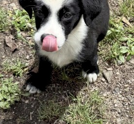 Border Collie Pups