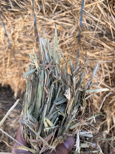 2025 Barley Hay 