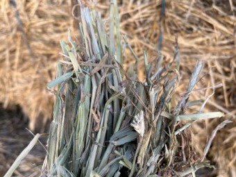 2025 Barley Hay 