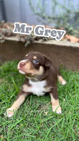 Kelpie x Border Collie Puppies – 2 Working Pups Available