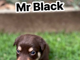 Kelpie x Border Collie Puppies – 2 Working Pups Available