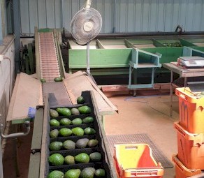 Fruit Grading Equipment