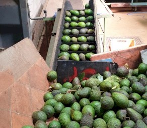 Fruit Grading Equipment