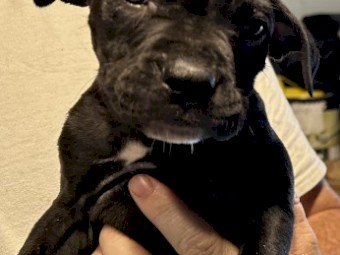 8 American Staffordshire puppies 