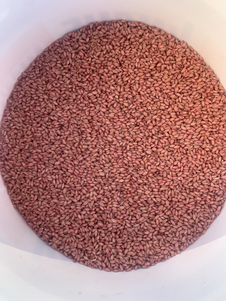 Sunmaster seed wheat