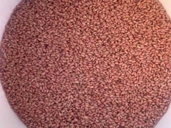 Sunmaster seed wheat