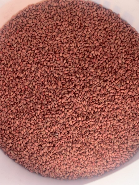 Kitty hawk seed wheat