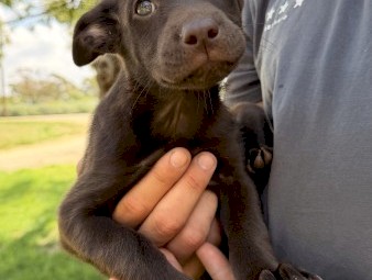 Purebred Kelpie Puppies x 7