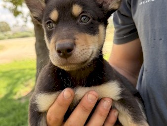 Purebred Kelpie Puppies x 7