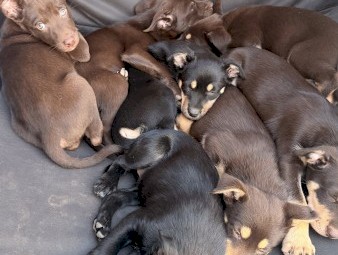 Purebred Kelpie Puppies x 7