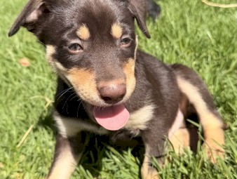 Purebred Kelpie Puppies x 7
