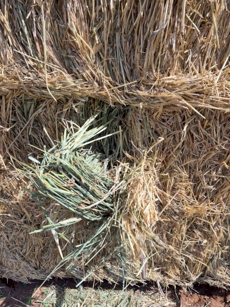 Barley Hay 7x3x3