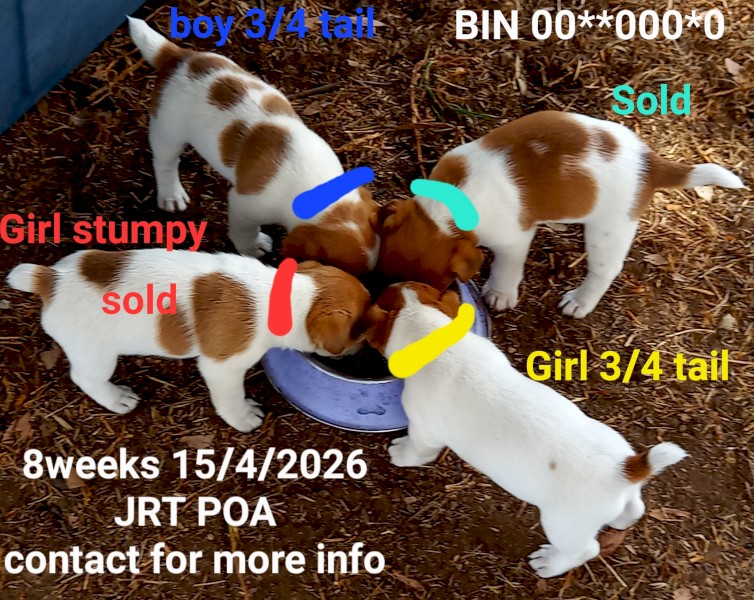 Pure Jack Russell Stumpy Tail x 3