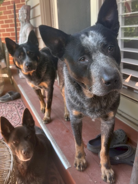 Australian Cattle Dogs Re-Home