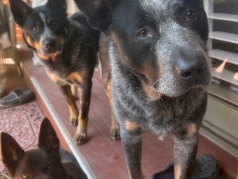 Australian Cattle Dogs Re-Home