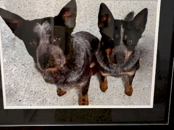 Australian Cattle Dogs Re-Home