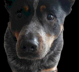 Australian Cattle Dogs Re-Home