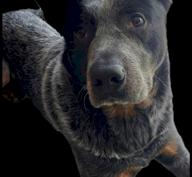 Australian Cattle Dogs Re-Home