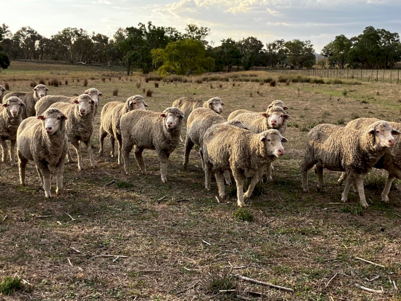 35 x Superfine Merino Ewes