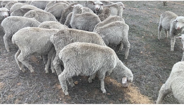 Merino ewes and wether lambs
