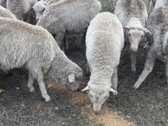 Merino ewes and wether lambs
