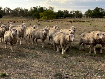 Merino ewes and wether lambs